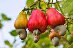 Cashew apple and cashew nuts in shell