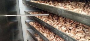 Cashew nuts in cashew processing machine